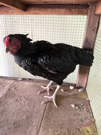 Kurk madi Top class quality mushki madi for sale