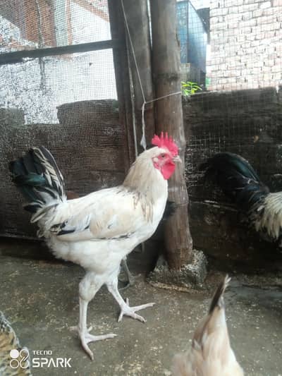 Gher ke Paley hua Desi roaster for sale only serious people contact us