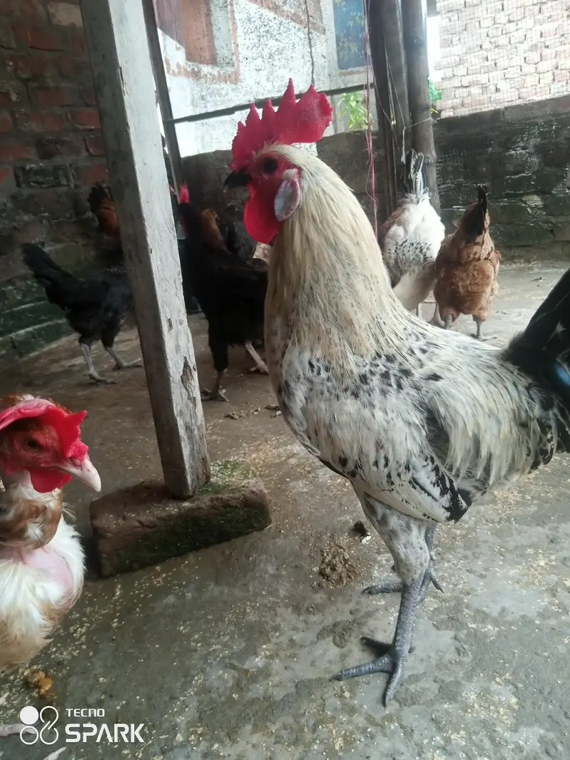 Gher ke Paley hua Desi roaster for sale only serious people contact us — photo 2