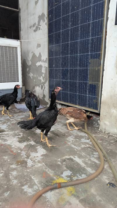 German 0 shamo ready to breed females