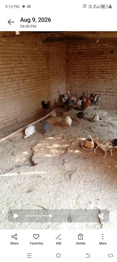 hens breader