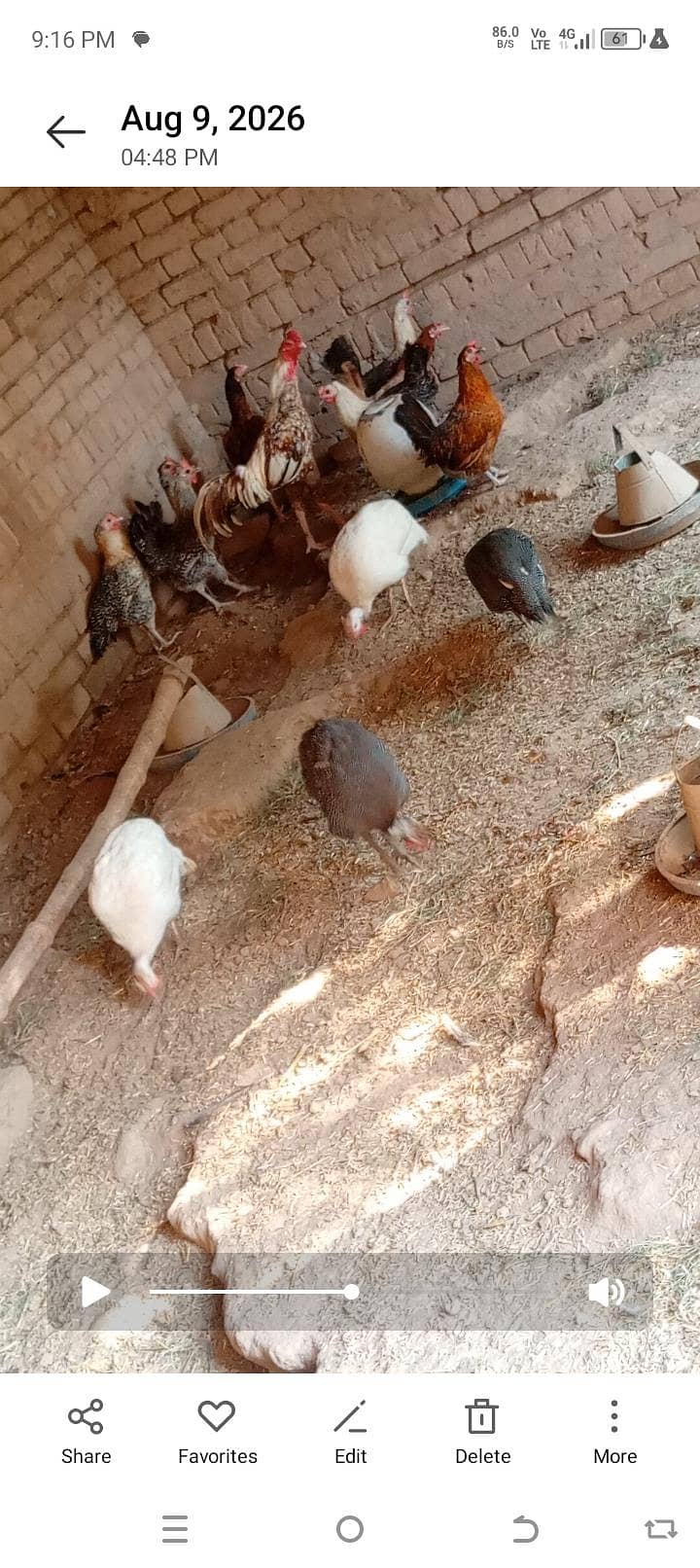 hens breader 1