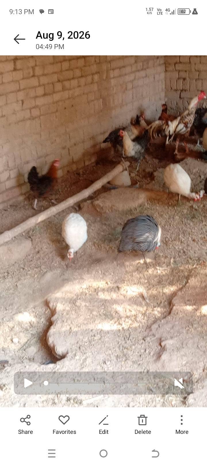 hens breader 2