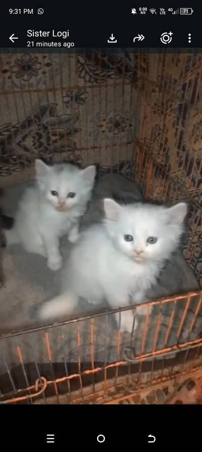 tobi and Mano