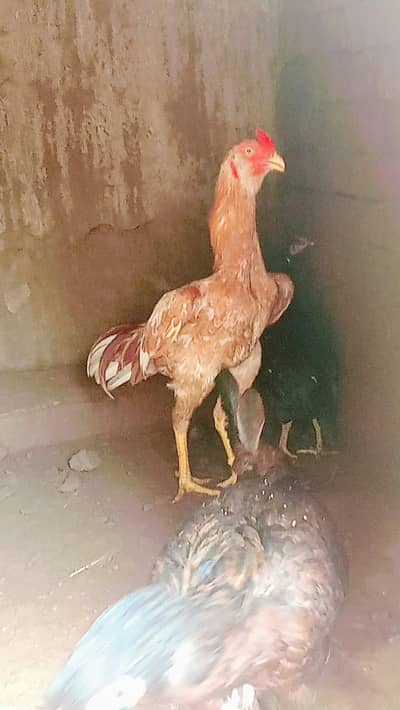 all aseel hens for sale healthy and active home breed