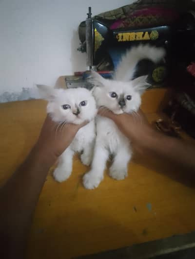 seriously buyers contact  2 female