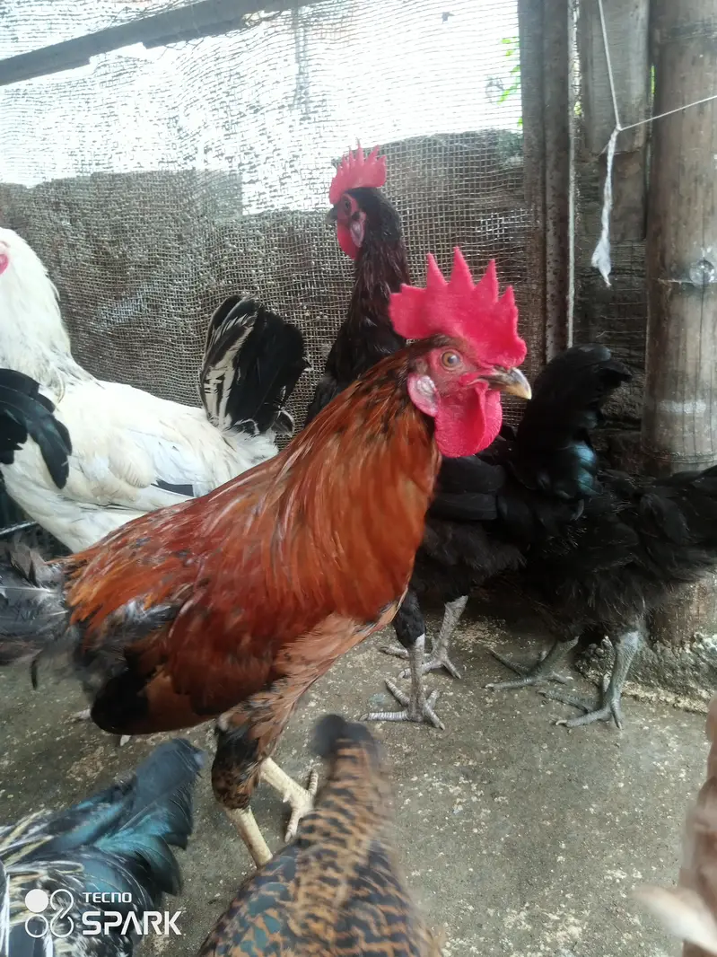 Gher ke Paley hua Desi roaster for sale only serious people contact us — photo 3