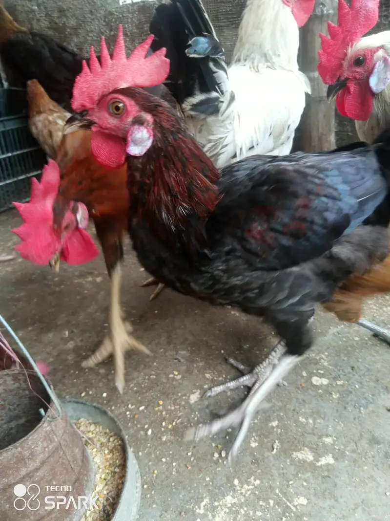 Gher ke Paley hua Desi roaster for sale only serious people contact us — photo 4