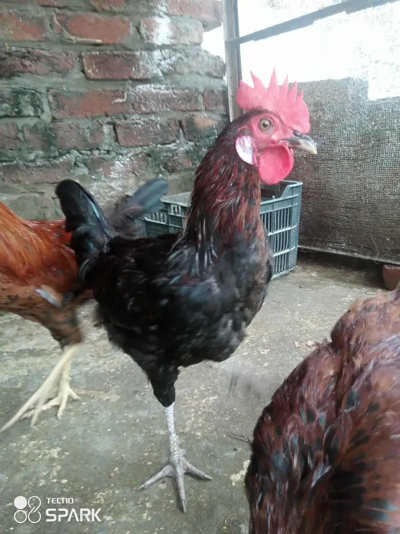 Gher ke Paley hua Desi roaster for sale only serious people contact us — photo 5