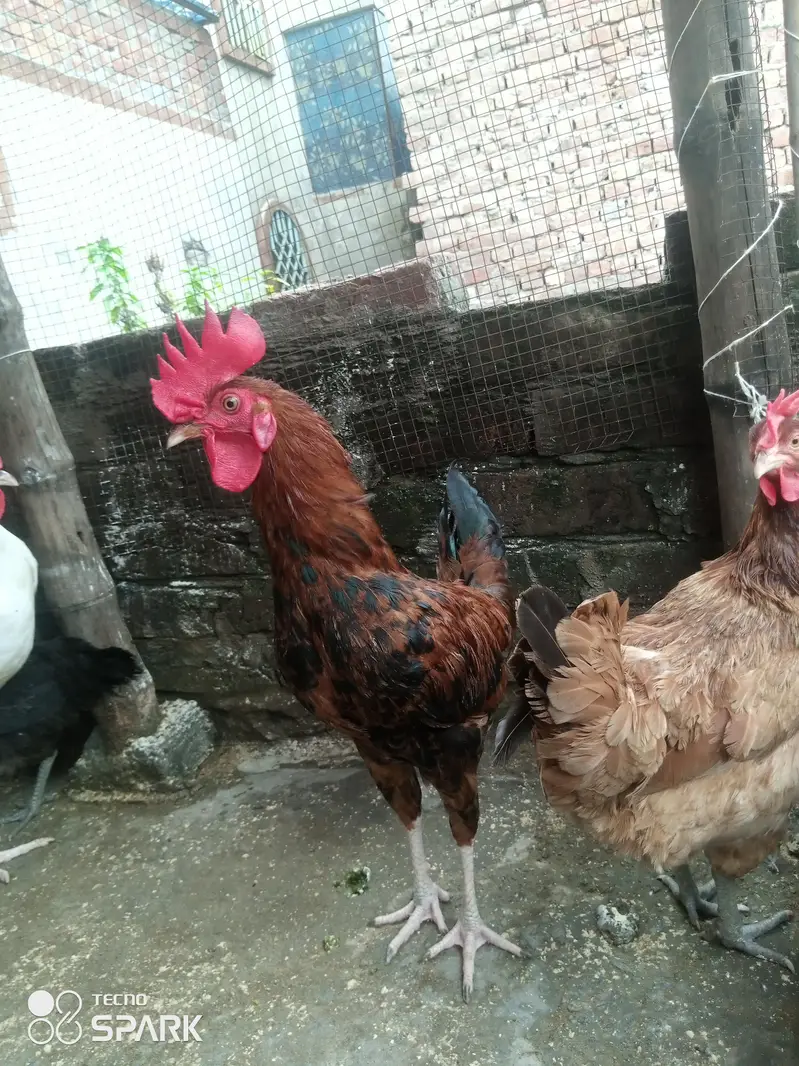 Gher ke Paley hua Desi roaster for sale only serious people contact us — photo 6