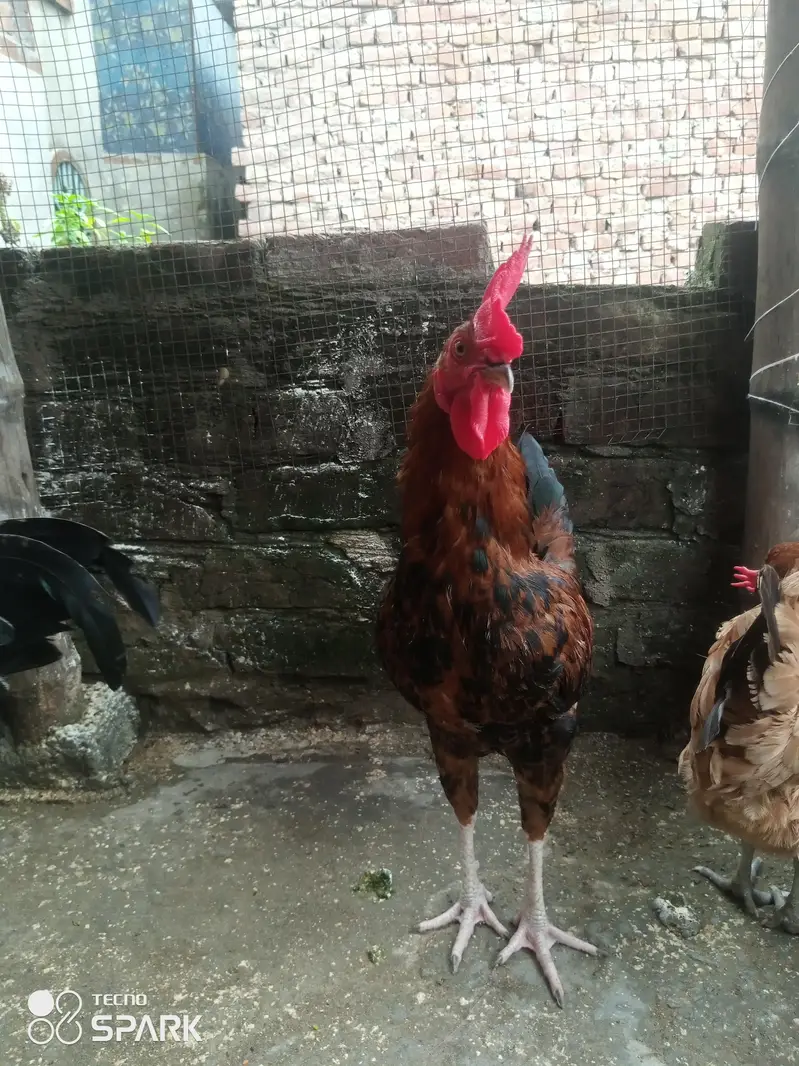 Gher ke Paley hua Desi roaster for sale only serious people contact us — photo 7