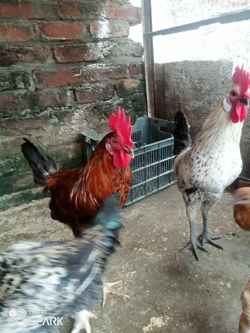 Gher ke Paley hua Desi roaster for sale only serious people contact us — photo 9