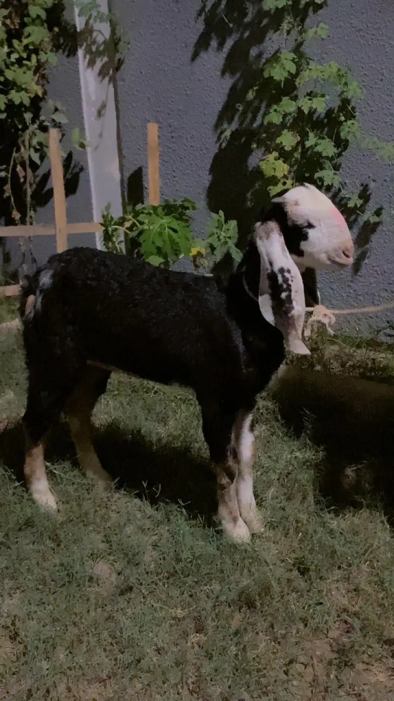 Gulabi Abluck Pat — photo 2
