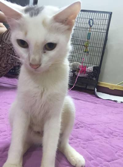 cat babies for adoption