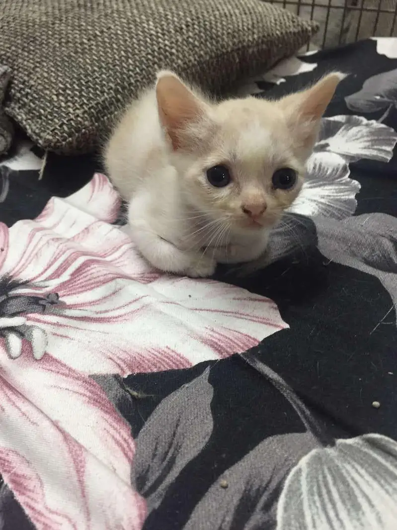 cat babies for adoption — photo 2