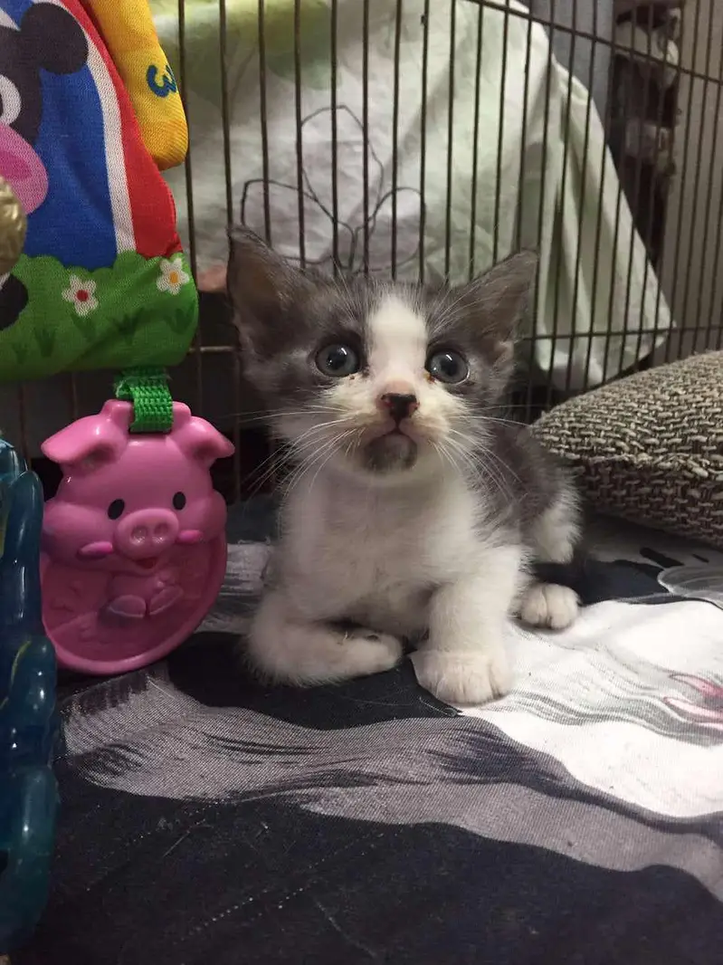 cat babies for adoption — photo 3