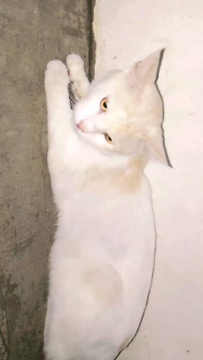 persian cat 