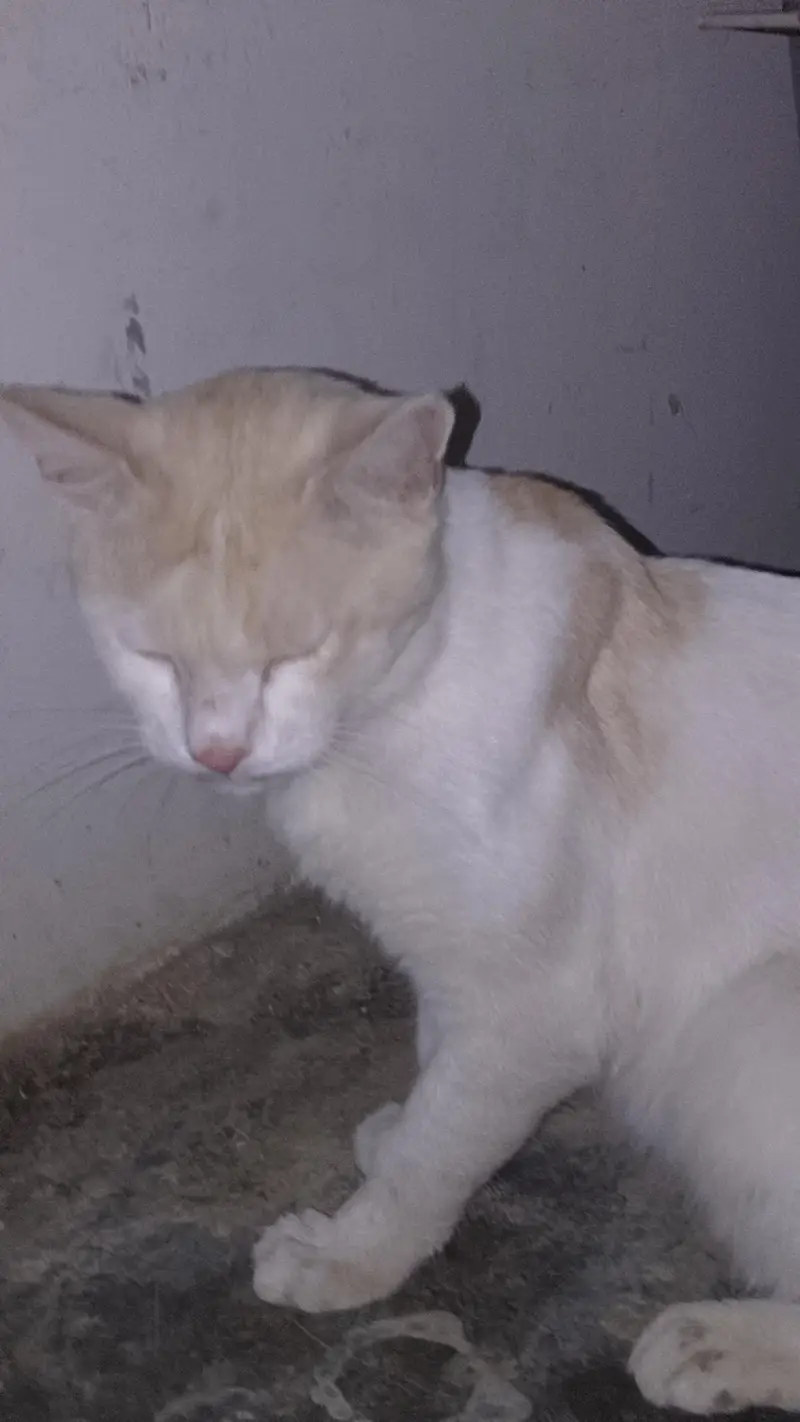 persian cat  — photo 2
