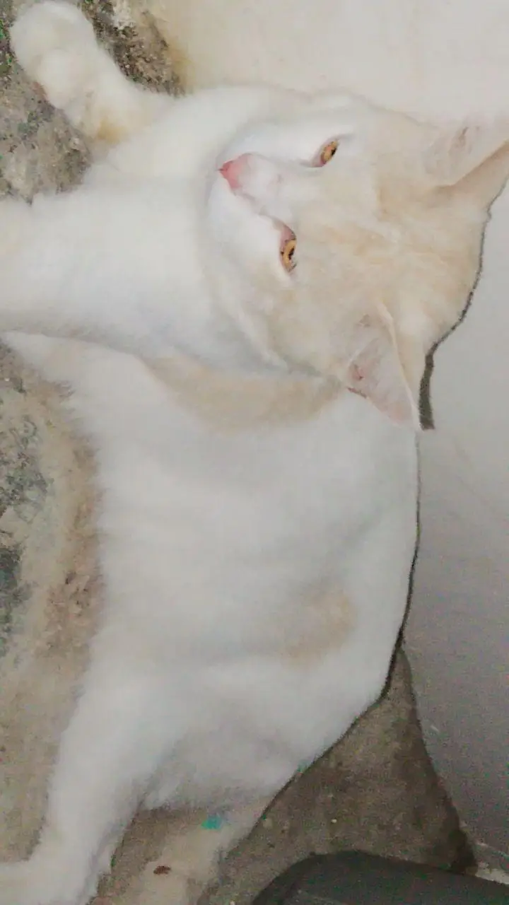 persian cat  — photo 3