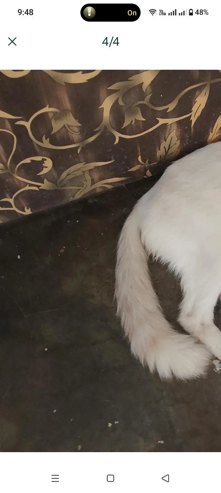 persian cat  — photo 4