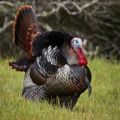 برِیڈر ٹرکی (Breeder Turkey) only call 03269712065