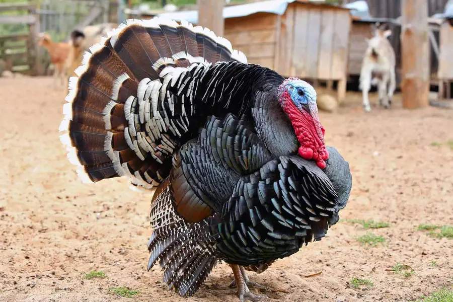 برِیڈر ٹرکی (Breeder Turkey) only call 03269712065 — photo 2