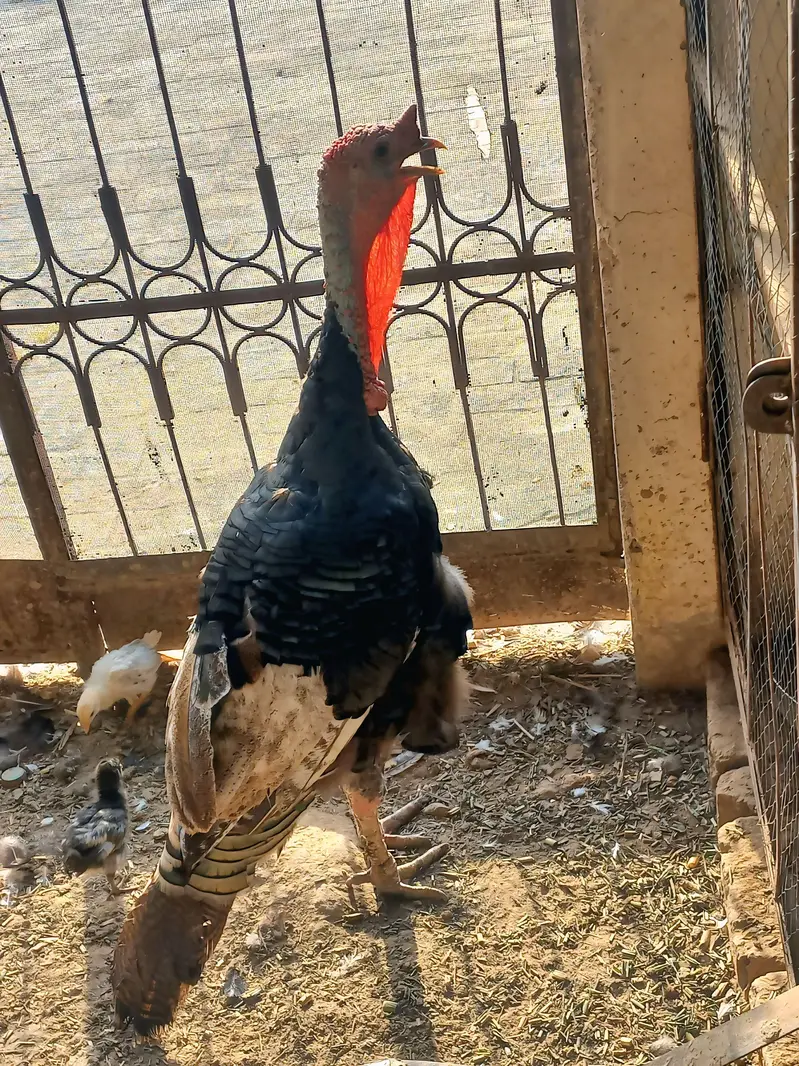 برِیڈر ٹرکی (Breeder Turkey) only call 03269712065 — photo 3