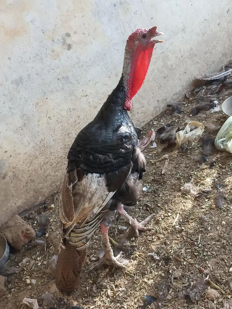 برِیڈر ٹرکی (Breeder Turkey) only call 03269712065 — photo 4