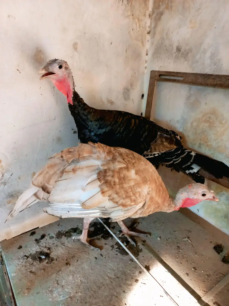 برِیڈر ٹرکی (Breeder Turkey) only call 03269712065 — photo 5