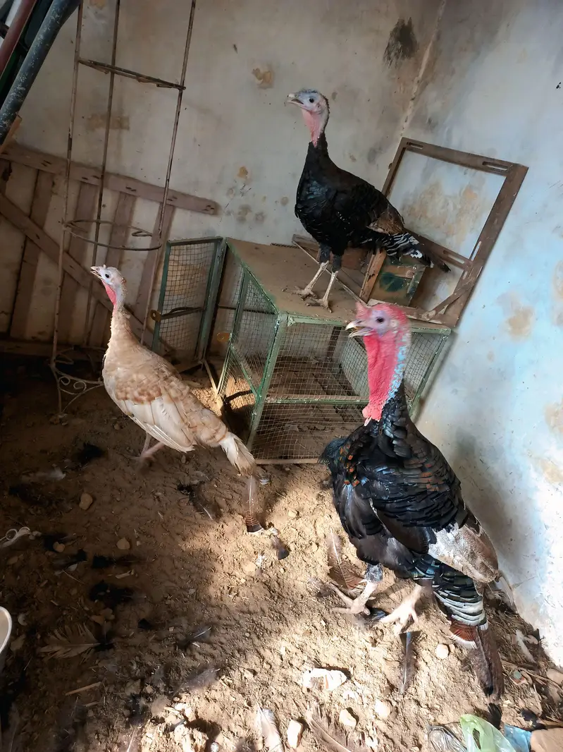 برِیڈر ٹرکی (Breeder Turkey) only call 03269712065 — photo 6