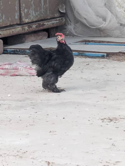 Bantam Chickens/birds/hens/roosters/chicks