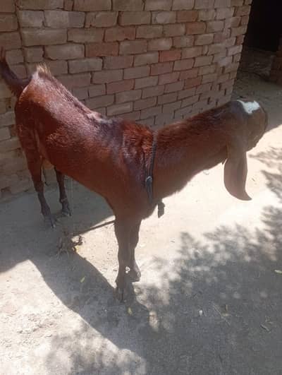 for sale