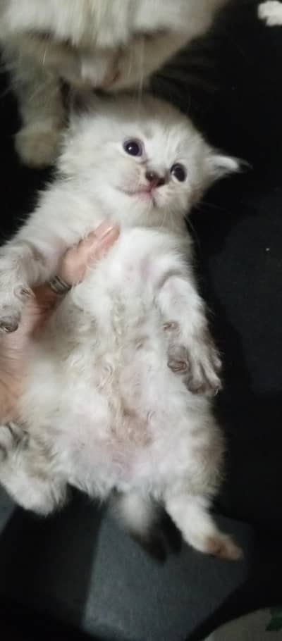 pair of Persian cat