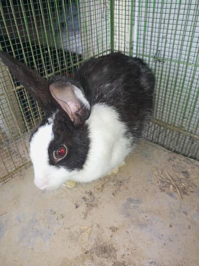 Dutch Rabbits