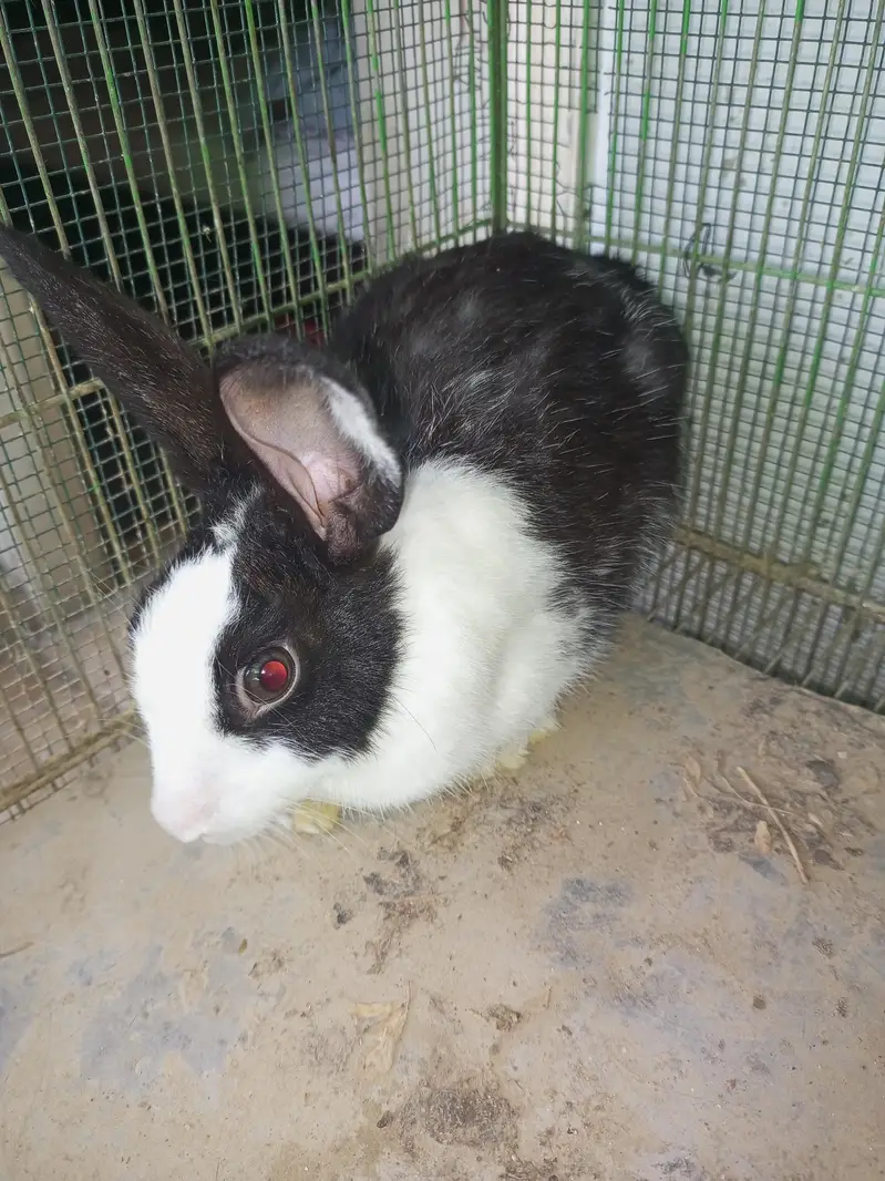 Dutch Rabbits