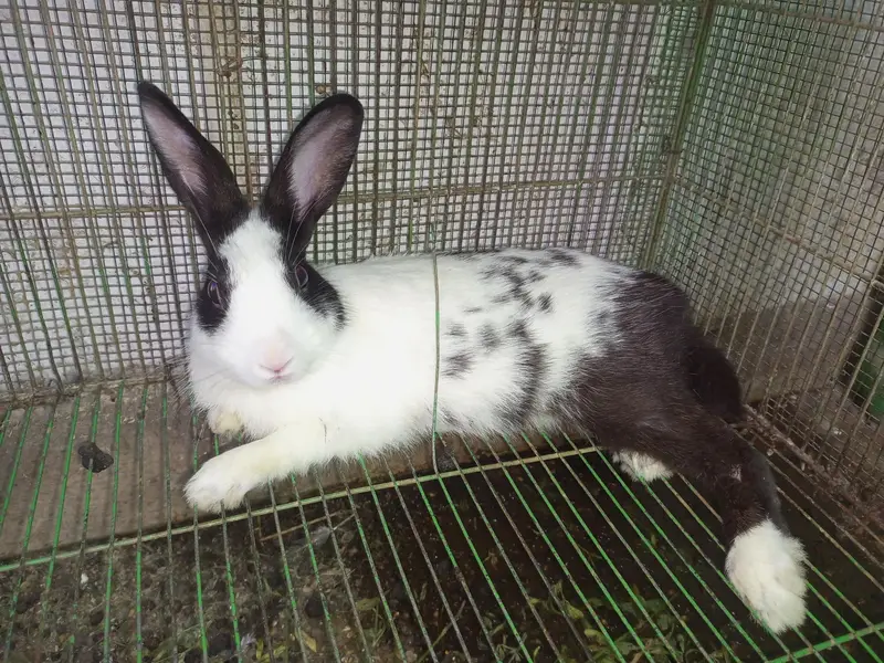 Dutch Rabbits — photo 2