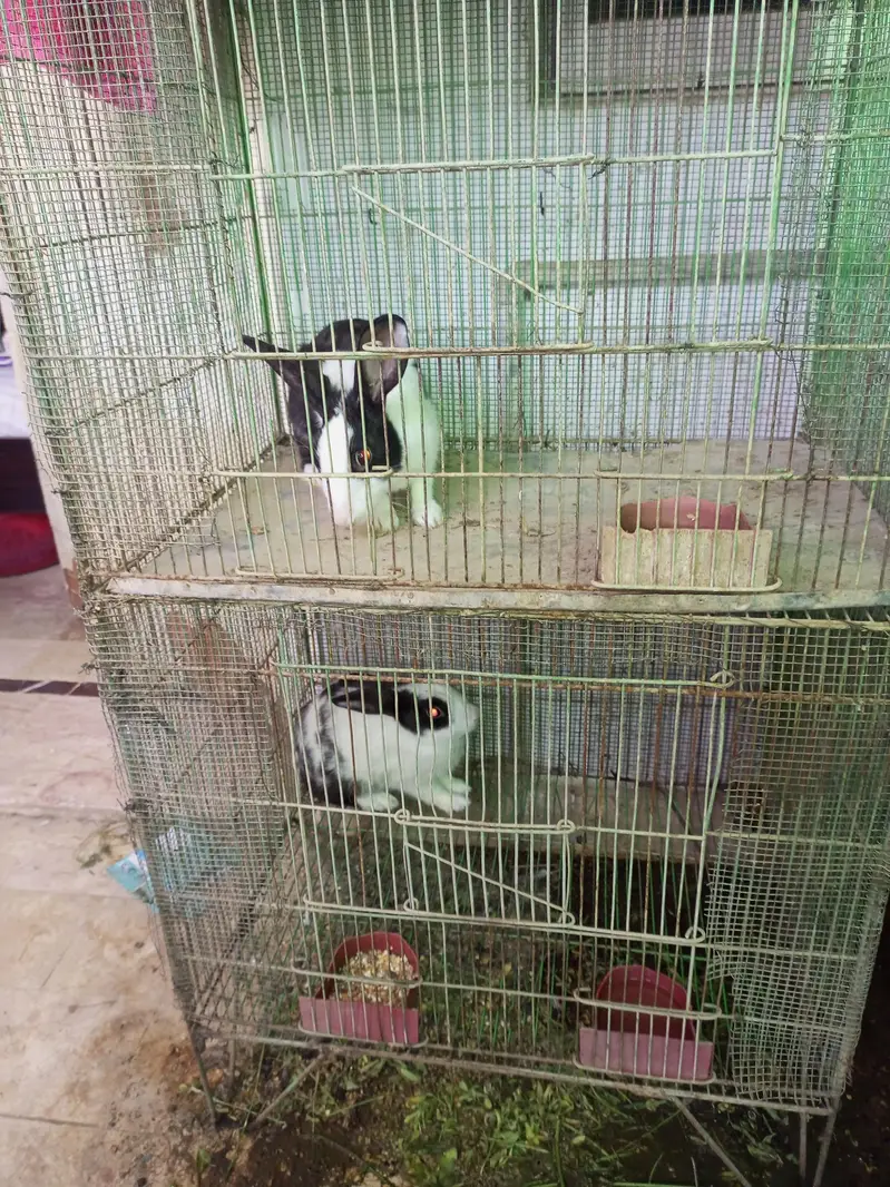 Dutch Rabbits — photo 3