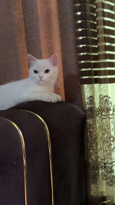 cats lover's cat is available