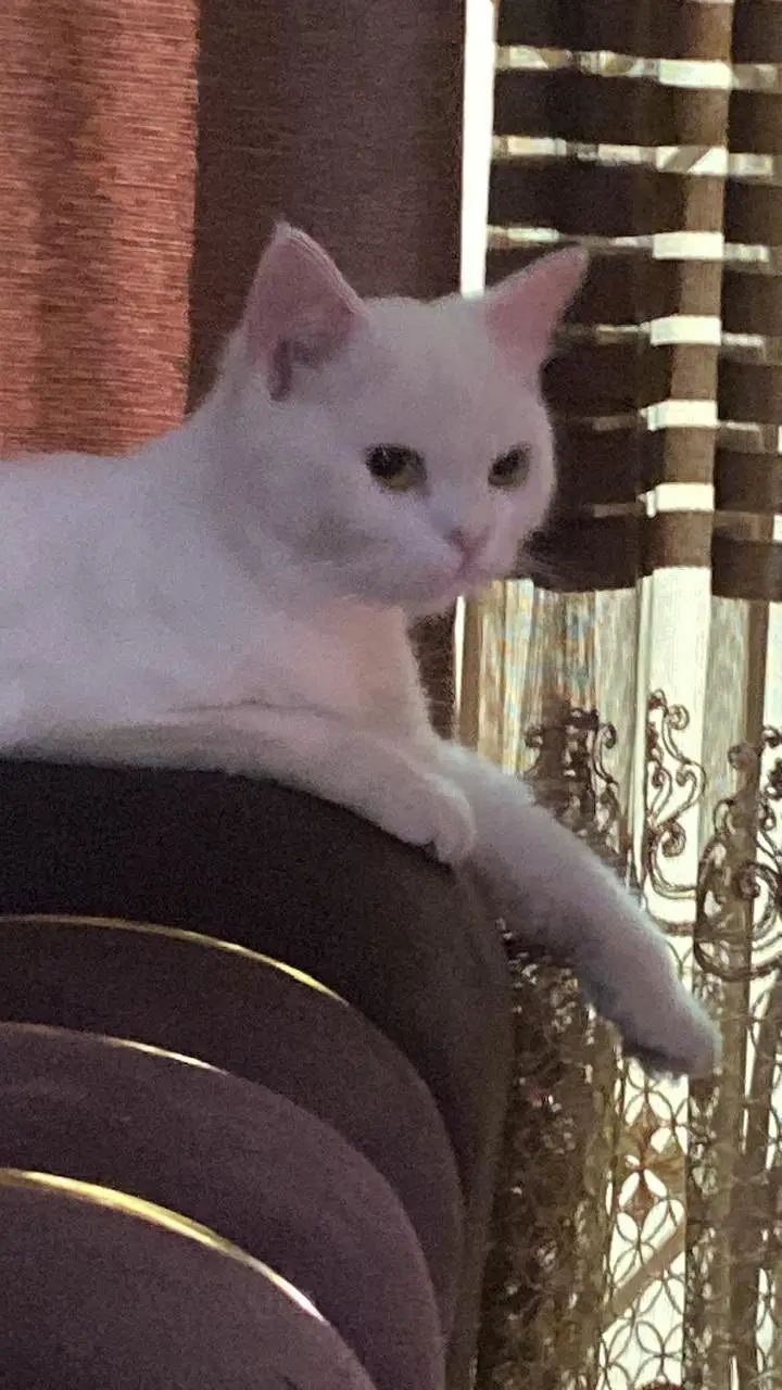 cats lover's cat is available — photo 2