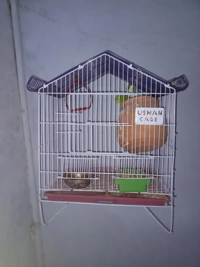 parraots with cage and matka sab ha isme cage bhi matka bhi total 3 th — photo 2