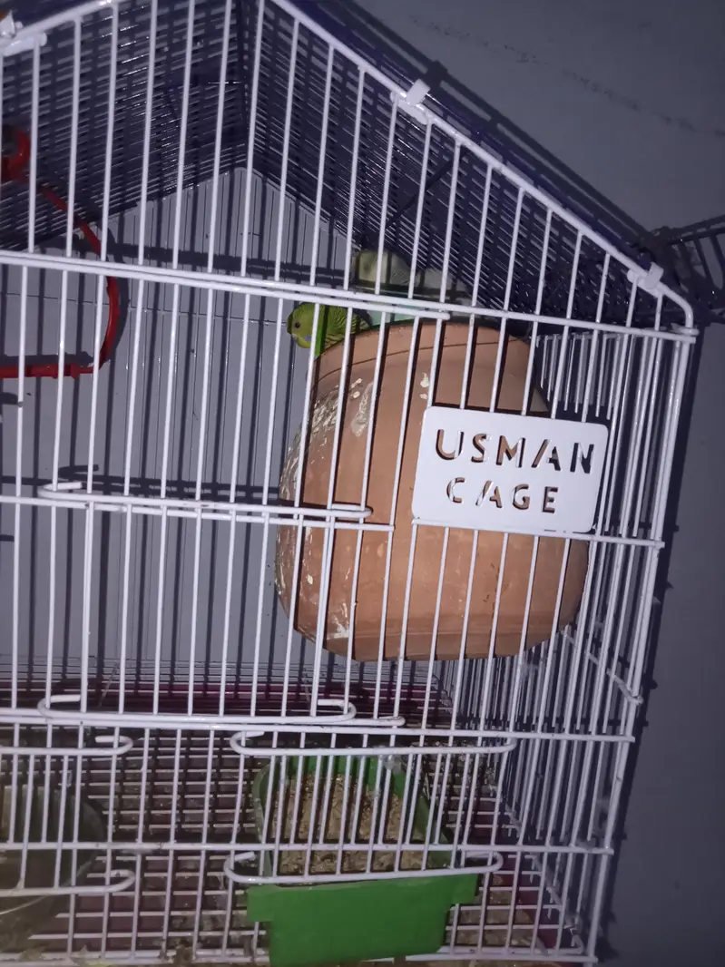 parraots with cage and matka sab ha isme cage bhi matka bhi total 3 th — photo 3