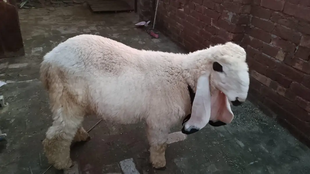 1, 5 month ka kjla chatra — photo 3