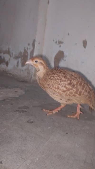 خوبصورت نر تیتر برائے فروخت