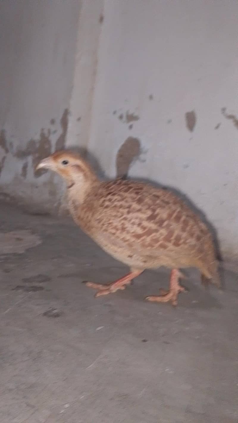خوبصورت نر تیتر برائے فروخت 1