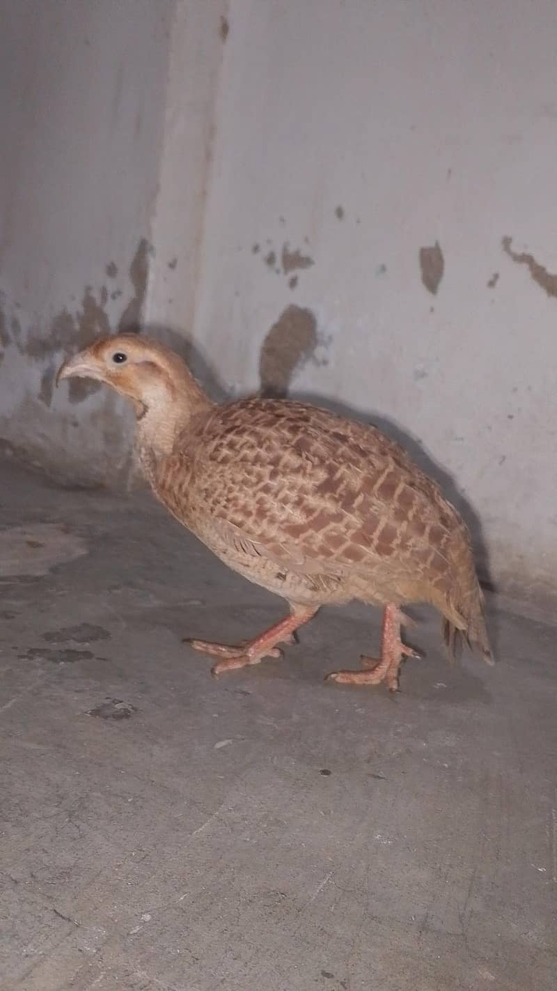 خوبصورت نر تیتر برائے فروخت 2