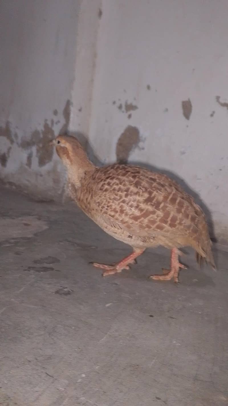 خوبصورت نر تیتر برائے فروخت 4