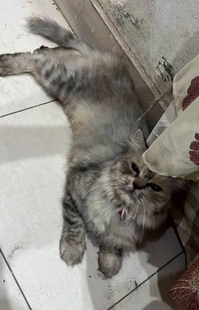 triple coat cat