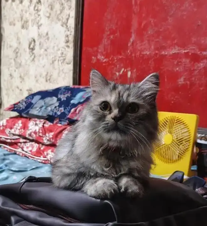 triple coat cat — photo 3