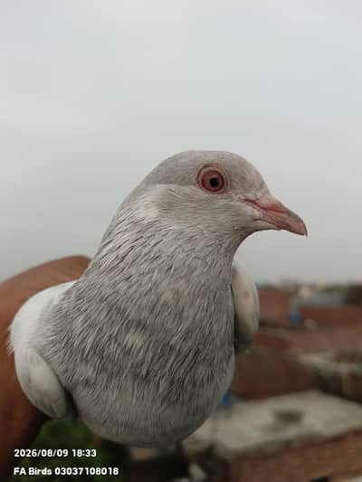 سلیٹی کمگر جورا