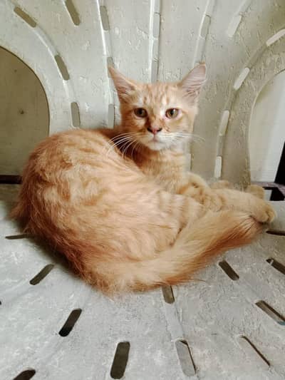 Persian female kitten
